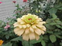 Ostálka sličná (Zinnia elegans)