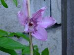 Clematis     'Hagley Hybrid'  Waldrebe Blüten
