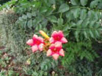 Křivouš kořenující (Campsis radicans)