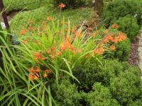 Montbrécie (Crocosmia)