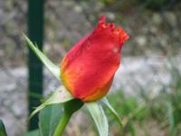 Růže (Rosa)
