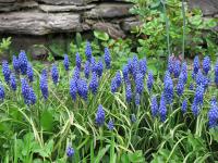 Modřenec arménský (Muscari armeniacum)