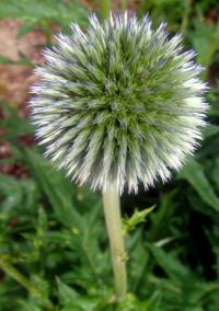 Bělotrn modrý (Echinops ritro)