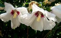 Ibišek syrský (Hibiscus syriacus)