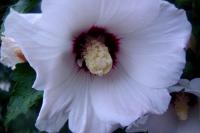 Ibišek syrský (Hibiscus syriacus)