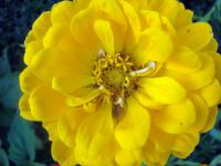 Ostálka sličná (Zinnia elegans)