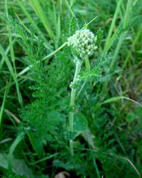 Řebříček obecný (Achillea millefolium)