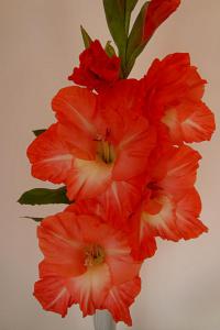 Mečík 'Alexej Romanov' (Gladiolus)