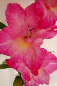 Mečík 'Isabella' (Gladiolus)