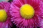 Sedmikráska obecná (Bellis perennis)
