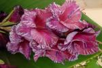 Mečík (Gladiolus)