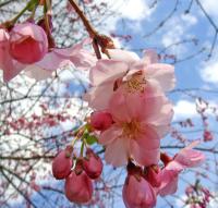 Střemcha obecná (Prunus serrulata)