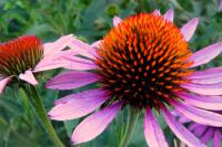 Třapatka nachová (Echinacea purpurea)