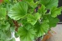 Pelargonie velkokvětá