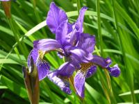 Kosatec sibiřský (Iris sibirica)