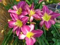 Denivka (Hemerocallis)