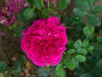 Růže 'William Shakespeare' - růže anglická (Rosa)