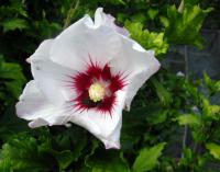 Ibišek syrský (Hibiscus syriacus)