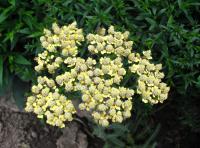 Řebříček obecný (Achillea millefolium)