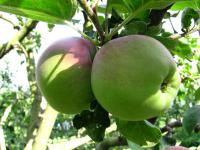 Jabloň (Malus)