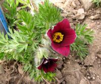 Koniklec velkokvětý (Pulsatilla grandis)