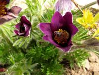 Koniklec velkokvětý (Pulsatilla grandis)