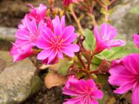 Lewisie květnatá (Lewisia cotyledon)