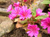 Lewisie květnatá (Lewisia cotyledon)