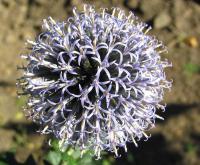 Bělotrn modrý (Echinops ritro)