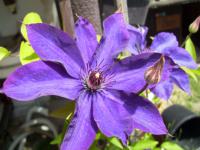 Powojnik (Clematis)