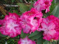 Pěnišník (Rhododendron)