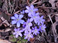 Jaterník podléška (Hepatica nobilis)
