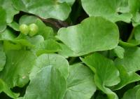 Orsej jarní (Ficaria verna)