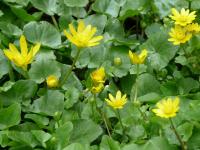 Orsej jarní (Ficaria verna)