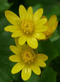 Orsej jarní (Ficaria verna)