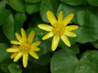 Orsej jarní (Ficaria verna)