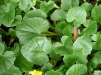 Orsej jarní (Ficaria verna)