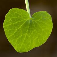 Orsej jarní (Ficaria verna)