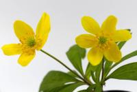 Sasanka pryskyřníkovitá (Anemone ranunculoides)