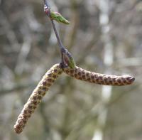 Bříza bělokorá (Betula pendula)
