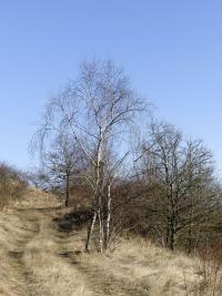 Bříza bělokorá (Betula pendula)