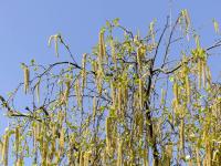 Bříza bělokorá (Betula pendula)