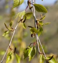 Bříza bělokorá (Betula pendula)