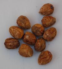 Hloh jednosemenný (Crataegus monogyna)