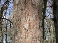 Borovice lesní (Pinus sylvestris)
