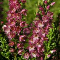Vřesovec pleťový (Erica carnea)