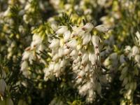 Vřesovec pleťový (Erica carnea)