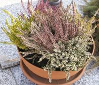 Vřesovec pleťový (Erica carnea)