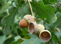 Dub letní (Quercus robur)