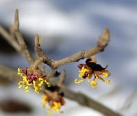Vilín japonský (Hamamelis japonica)